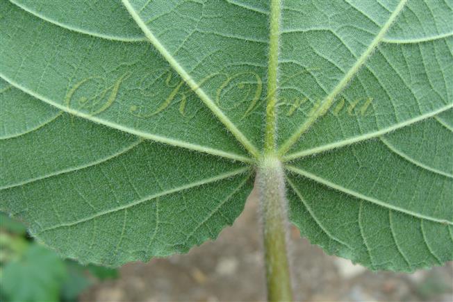  Leaf